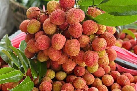 <a href="/thong-tin-thi-truong" title="Thông tin thị trường" rel="dofollow">Thông tin thị trường</a>