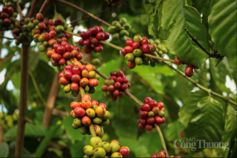 Giá cà phê Arabica và Robusta đồng loạt tăng