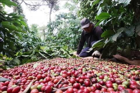 Bản tin nông sản hôm nay (2-7): Giá cà phê vượt mốc 90.000 đồng/kg