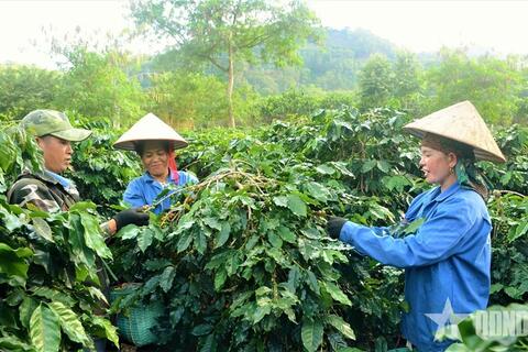 Nông nghiệp Điện Biên: Sức bật từ khoa học, công nghệ