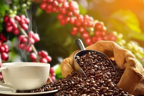 Bản tin nông sản hôm nay (4-8): Giá cà phê giảm