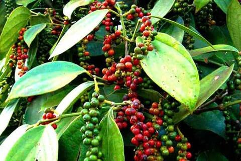 <a href="/thong-tin-thi-truong" title="Thông tin thị trường" rel="dofollow">Thông tin thị trường</a>