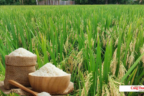 <a href="/thong-tin-thi-truong" title="Thông tin thị trường" rel="dofollow">Thông tin thị trường</a>