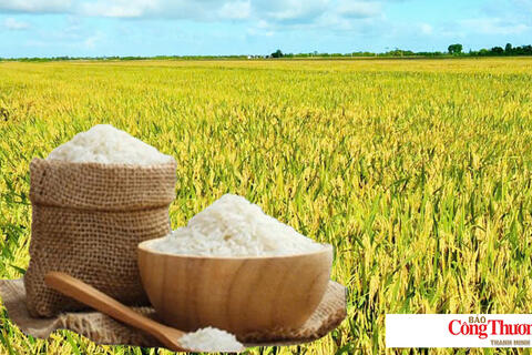 <a href="/thong-tin-thi-truong" title="Thông tin thị trường" rel="dofollow">Thông tin thị trường</a>