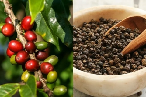 Bản tin nông sản hôm nay (29-10): Giá cà phê đảo chiều tăng, hồ tiêu neo ở mức cao