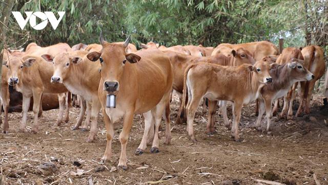 Lào đẩy mạnh xuất khẩu gia súc lớn và cơ hội cho doanh nghiệp Việt - Ảnh 1. Lào đẩy mạnh xuất khẩu gia súc lớn và cơ hội cho doanh nghiệp Việt - Ảnh 1.