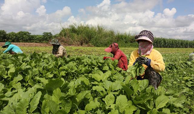 Chốt kèo khủng: Nông sản Campuchia thỏa sức vùng vẫy tại Trung Quốc, thu lãi cả triệu đô - Ảnh 2.