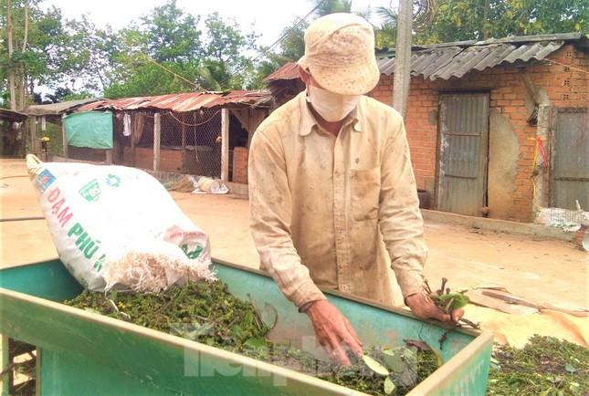 Giá hồ tiêu tăng cao, nông dân Tây Nguyên xuất bán nhỏ giọt ảnh 5