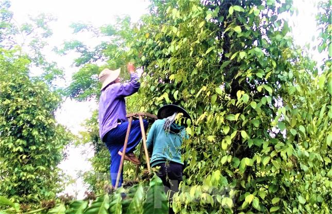 Giá hồ tiêu tăng cao, nông dân Tây Nguyên xuất bán nhỏ giọt ảnh 3