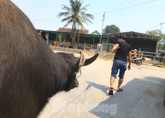 Đến chợ trâu bò lớn nhất Bắc Trung Bộ xem nườm nượp kẻ bán người mua 'tuyển hàng' - Ảnh 14.