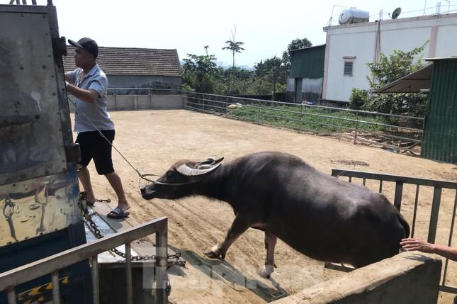 Đến chợ trâu bò lớn nhất Bắc Trung Bộ xem nườm nượp kẻ bán người mua 'tuyển hàng' - Ảnh 3.