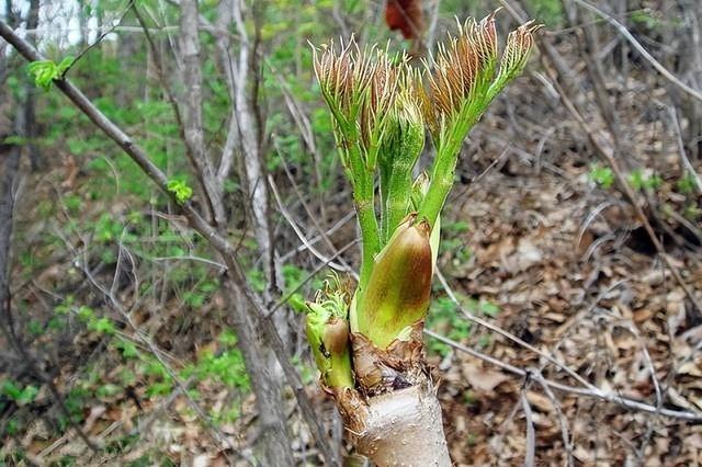 ‘Lộc trời’ mọc đầy trên núi, Trung Quốc xuất khẩu hơn 200 nghìn/kg, nhiều người công nhận ‘của lạ’ có giá như vậy là đúng