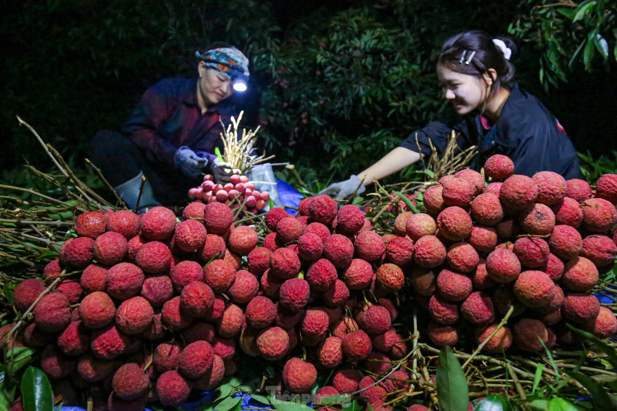 Hàng trăm xe nối đuôi chờ 'ngã giá' thu mua ở thủ phủ vải thiều - Ảnh 3.