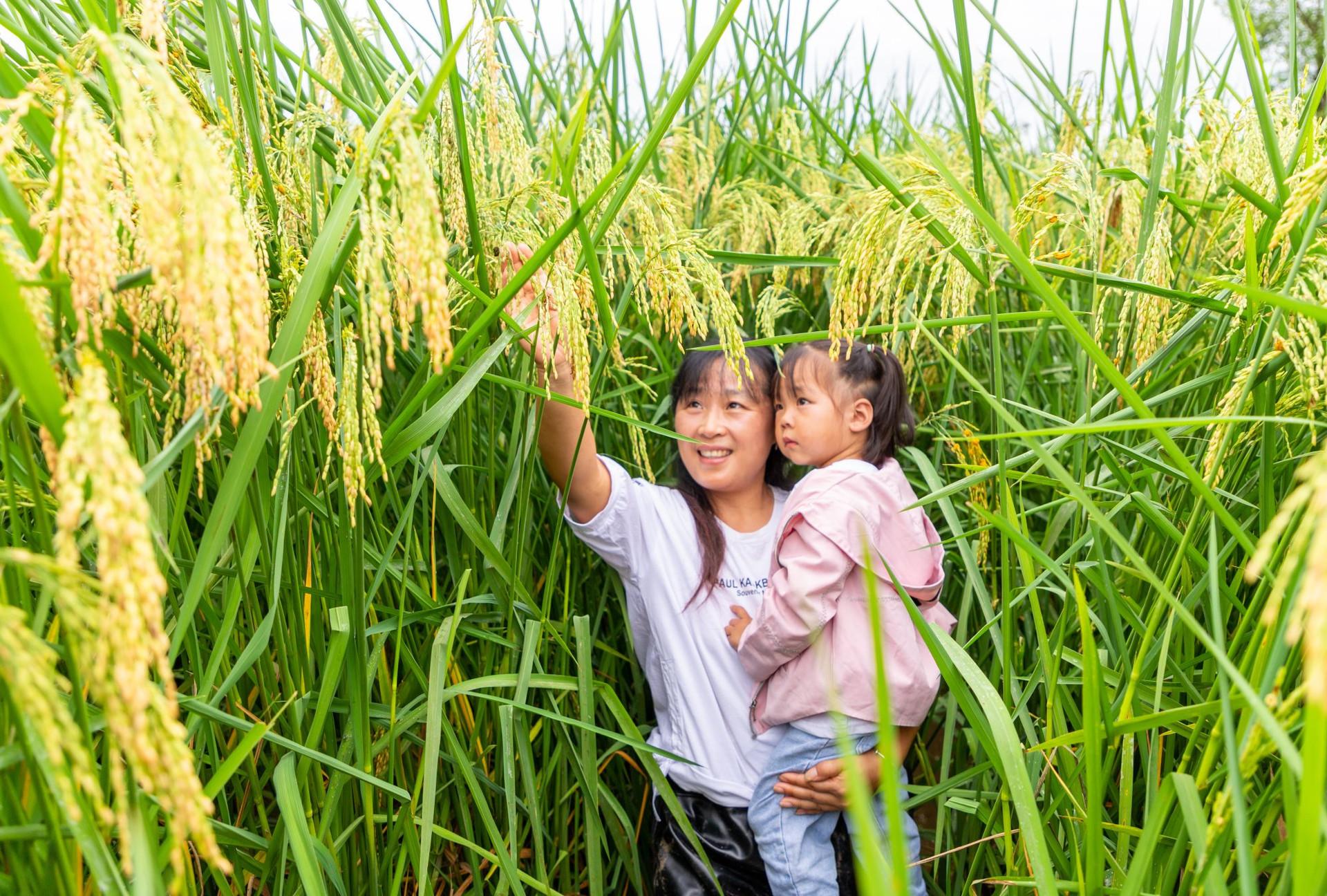 Giống lúa "lớn vượt đầu người" của Trung Quốc khiến thế giới khuấy đảo: Cao 2 mét, sản lượng "cực khủng" trên đất cằn nhưng vẫn lộ những điểm yếu khó lường - Ảnh 3.