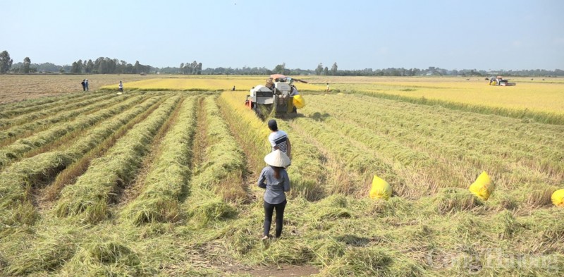 Giá lúa gạo hôm nay ngày 13/10: Thương lái ngưng mua vì giá lúa neo cao Giá lúa gạo hôm nay ngày 13/10: Thương lái ngưng mua vì giá lúa neo cao
