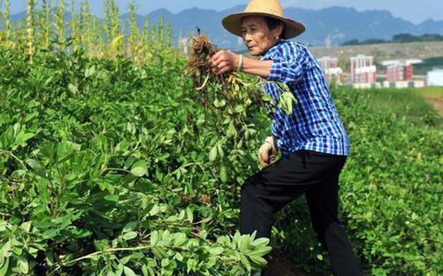 Kỳ lạ nông dân Trung Quốc cứ trồng lạc là giẫm chân lên cây, chuyên gia: Mẹo hay nên làm!