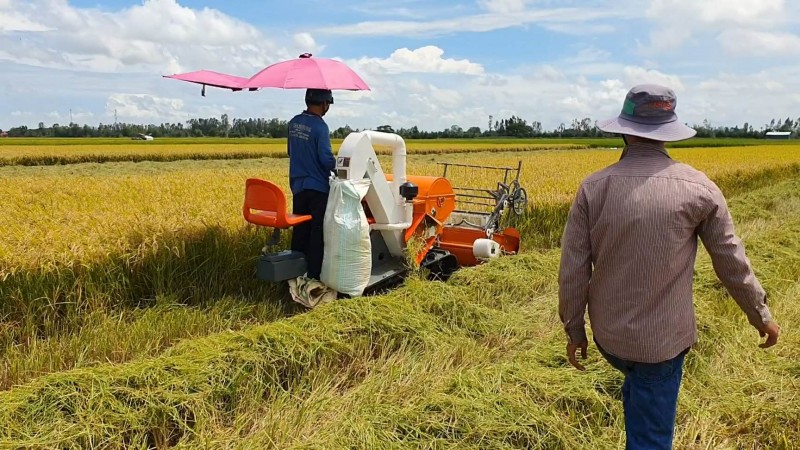 Giá lúa gạo hôm nay ngày 14/12: Giá lúa biến động trái chiều Giá lúa gạo hôm nay ngày 14/12: Giá lúa biến động trái chiều