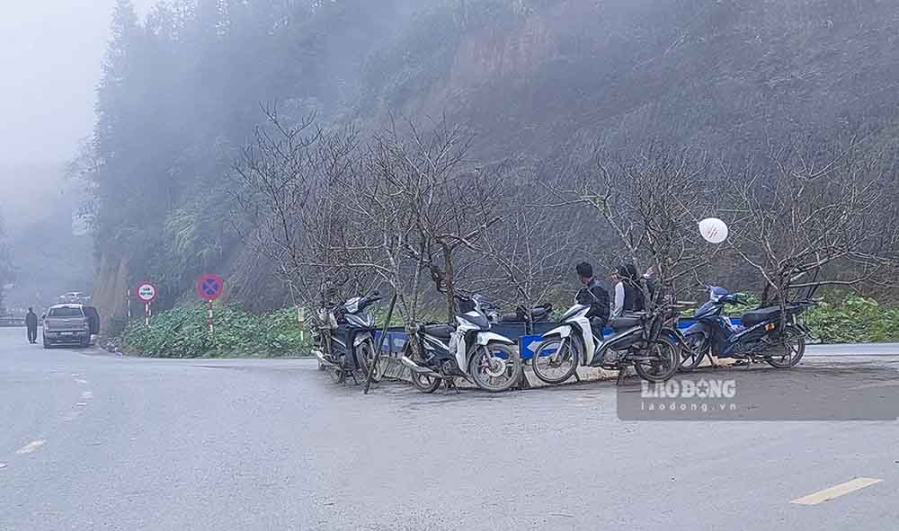 Những người dân này tập kết những cây đào tại 1 ngã ba để chờ xe tải đến bốc đào về các tỉnh miền xuôi.