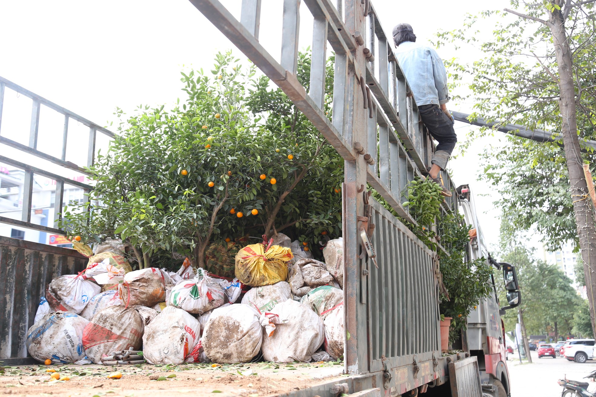 Quất chất thành đống, đào ‘khủng’ héo tàn chỏng chơ sau Tết- Ảnh 16.