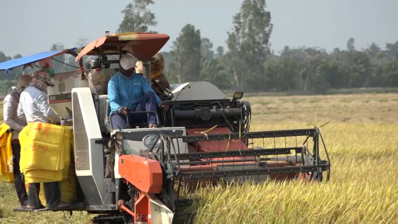 Giá lúa gạo hôm nay ngày 11/3: Giao dịch sôi động phiên đầu tuần Giá lúa gạo hôm nay ngày 11/3: Giao dịch sôi động phiên đầu tuần