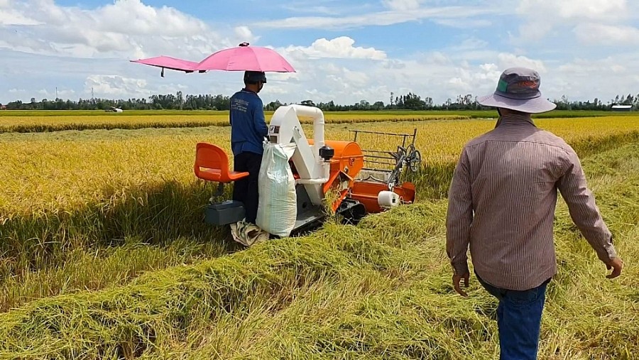 Giá lúa gạo hôm nay ngày 4/7: Giá gạo tăng 100 đồng/kg, giá lúa đi ngang