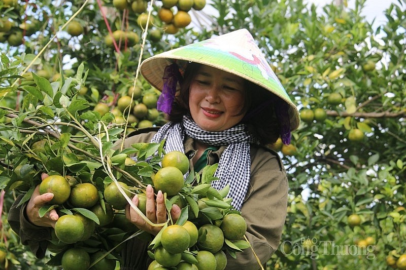 Tìm giải pháp đẩy mạnh tiêu thụ sản phẩm OCOP Đắk Nông