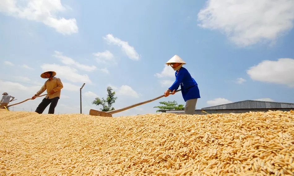 Giá lúa gạo hôm nay ngày 19/7: Ổn định