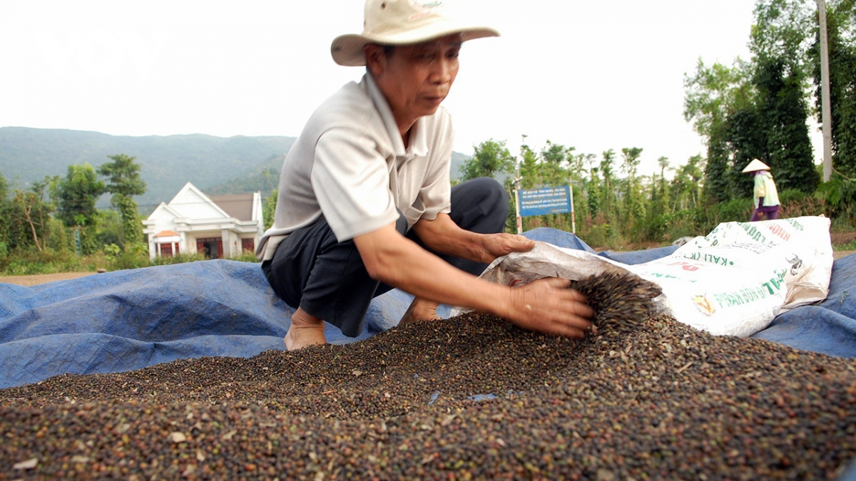 Giá hồ tiêu tăng gấp đôi: Nông dân mừng, doanh nghiệp xuất khẩu lo- Ảnh 2.