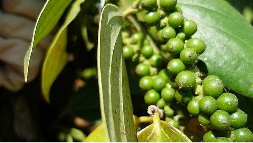 Giá tiêu hôm nay 7/11/2024: Giá tiêu hôm nay 7/11/2024: