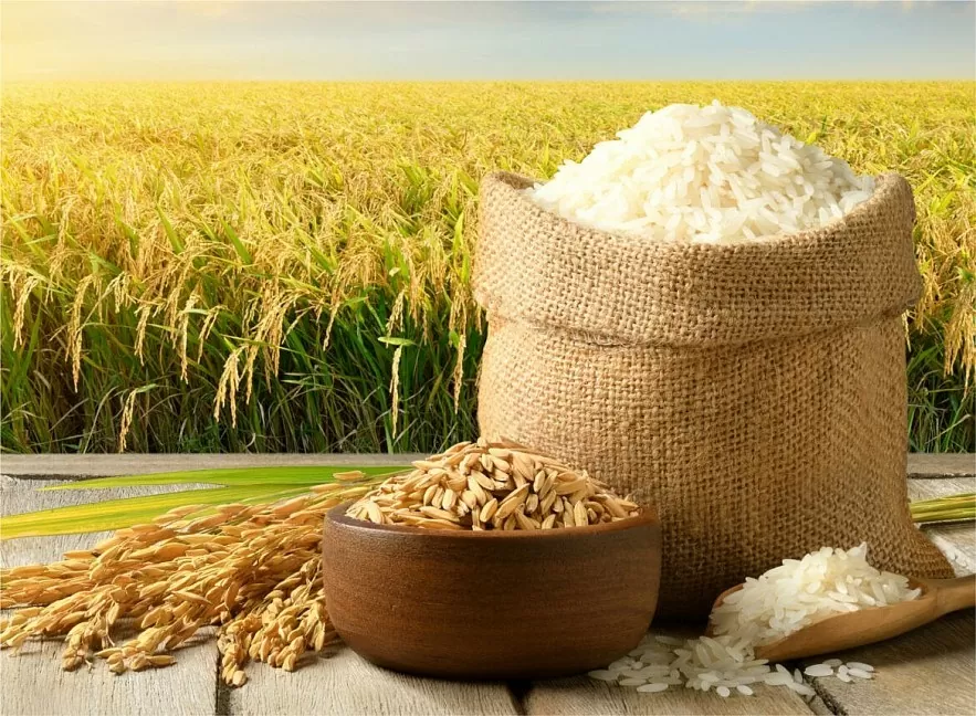 Giá lúa gạo hôm nay ngày 18/11: Gạo thơm tiếp tục chào giá cao, nông dân chào bán lúa lai rai Giá lúa gạo hôm nay ngày 18/11: Gạo thơm tiếp tục chào giá cao, nông dân chào bán lúa lai rai