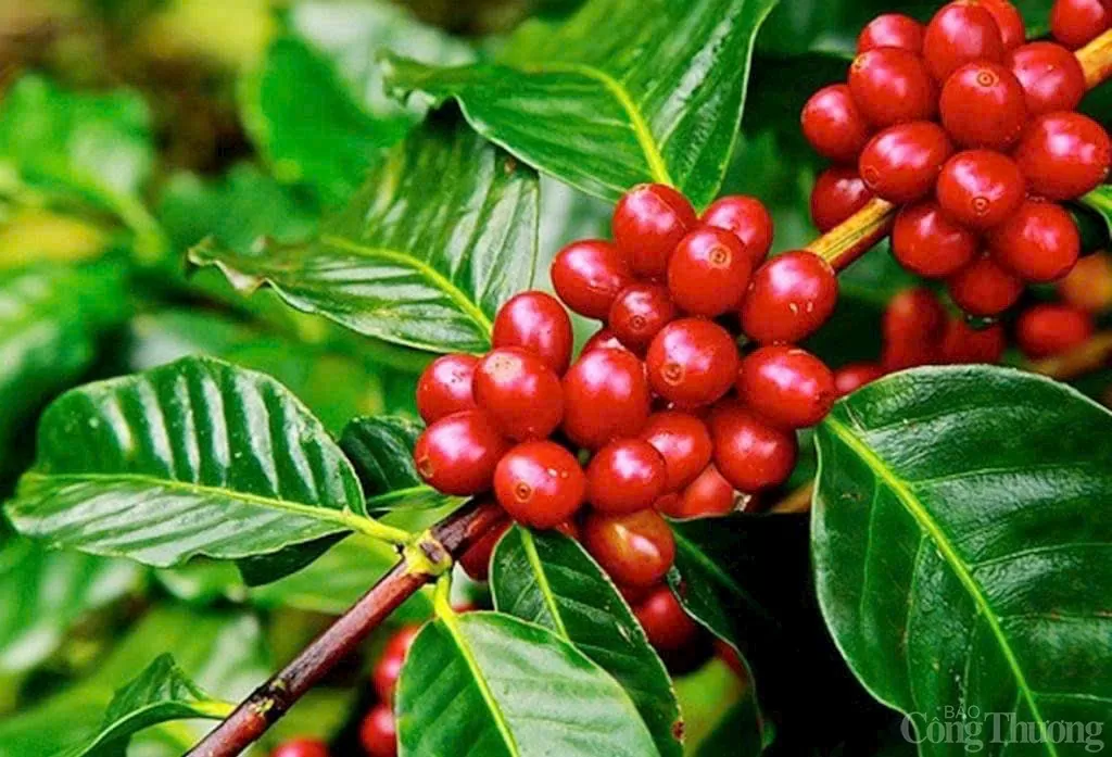 Giá cà phê hôm nay 26/11/2024: Giá cà phê trong nước tiếp đà tăng Giá cà phê hôm nay 26/11/2024: Giá cà phê trong nước tiếp đà tăng