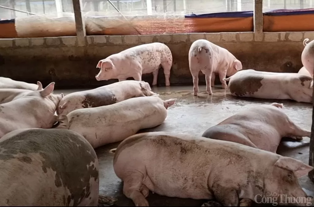 Giá heo hơi hôm nay 3/12/2024: Biến động giá tại một số địa phương Giá heo hơi hôm nay 3/12/2024: Biến động giá tại một số địa phương