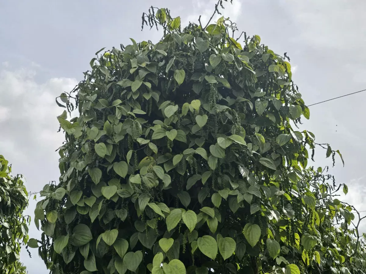 Giá tiêu hôm nay ngày 4/12/2024 Giá tiêu hôm nay ngày 4/12/2024