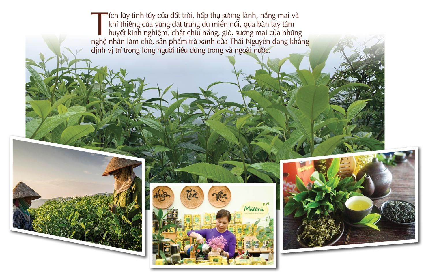 ‘Vàng xanh’ trên đỉnh non ngàn
