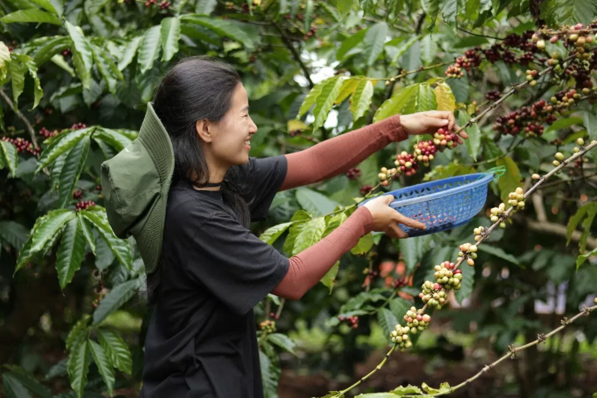 Giá cà phê hôm nay 15/4/2025, thị trường tăng trở lại