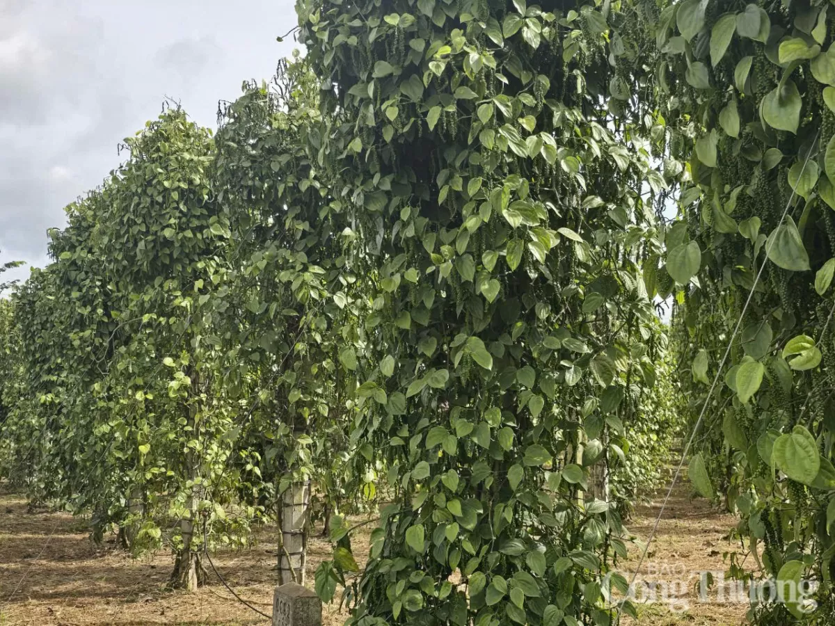 Giá tiêu hôm nay 21/4/2025, trong nước cao nhất 156.000 đồng/kg