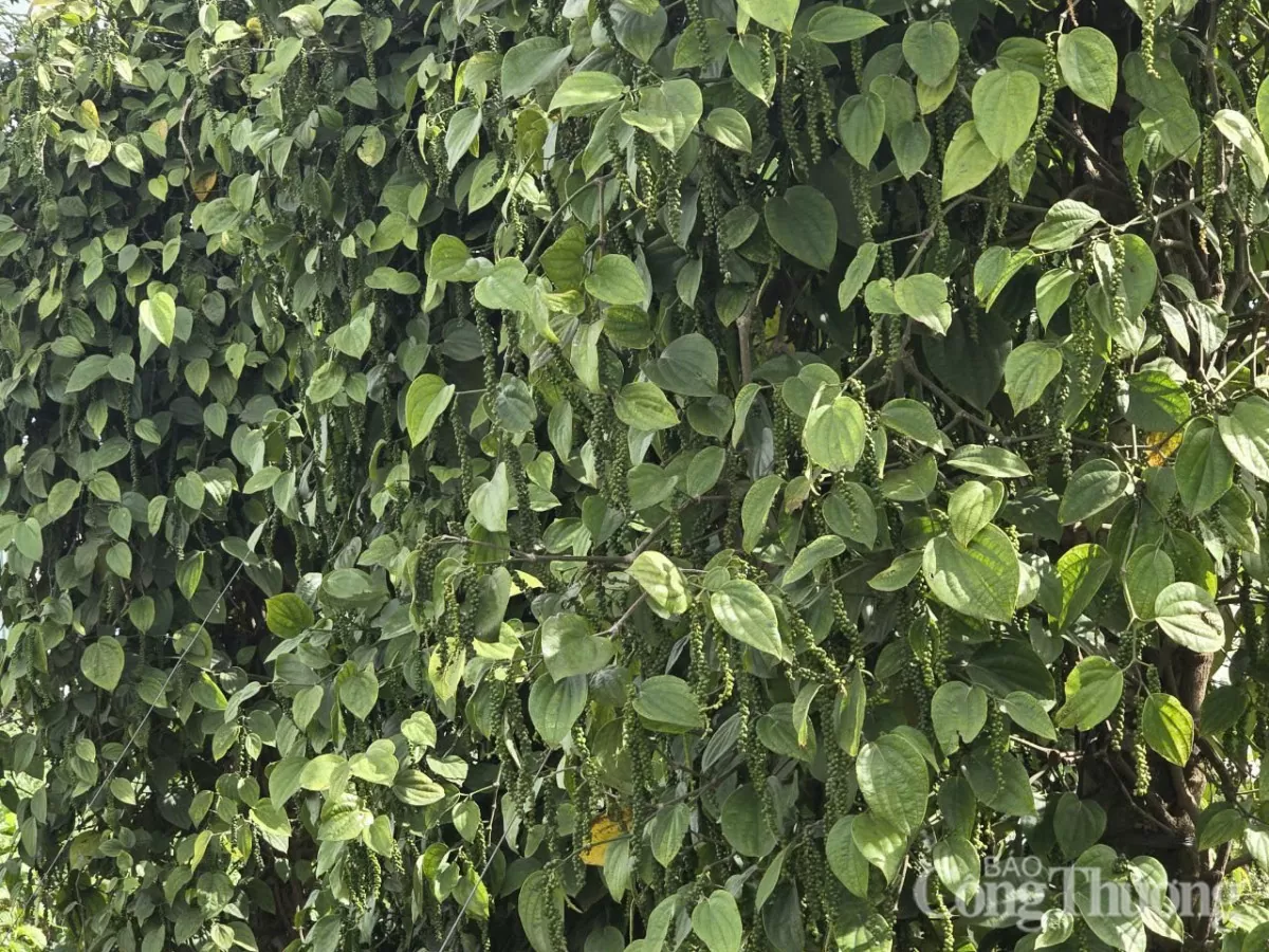 Giá tiêu hôm nay 22/4/2025, thị trường trong nước giảm nhẹ