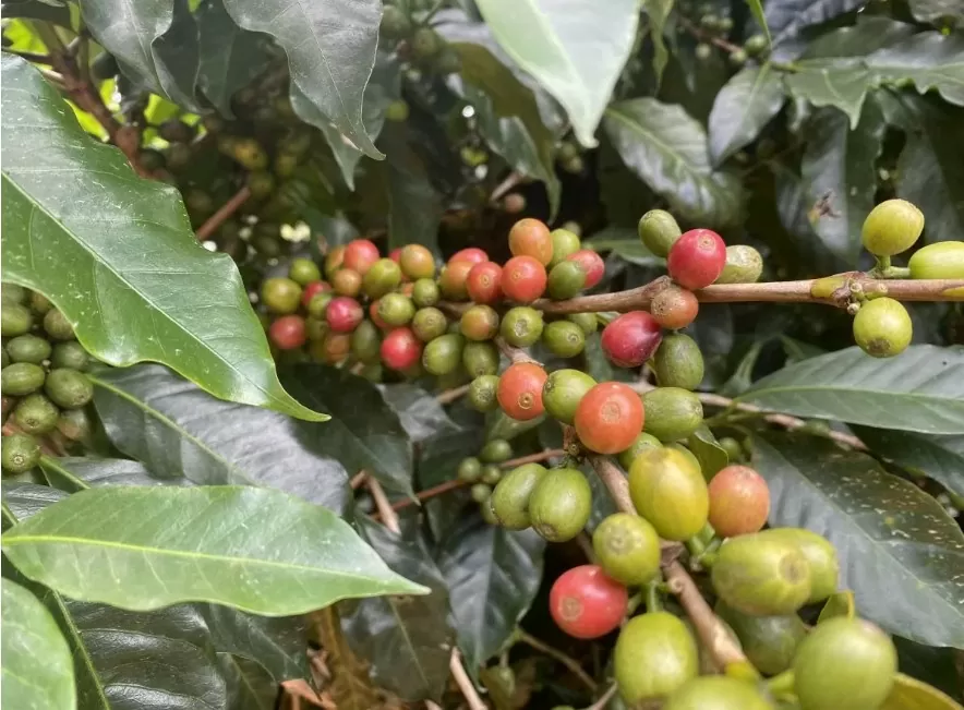 Giá cà phê Robusta tăng 1,52% lên 5.129 USD/tấn Giá cà phê Robusta tăng 1,52% lên 5.129 USD/tấn