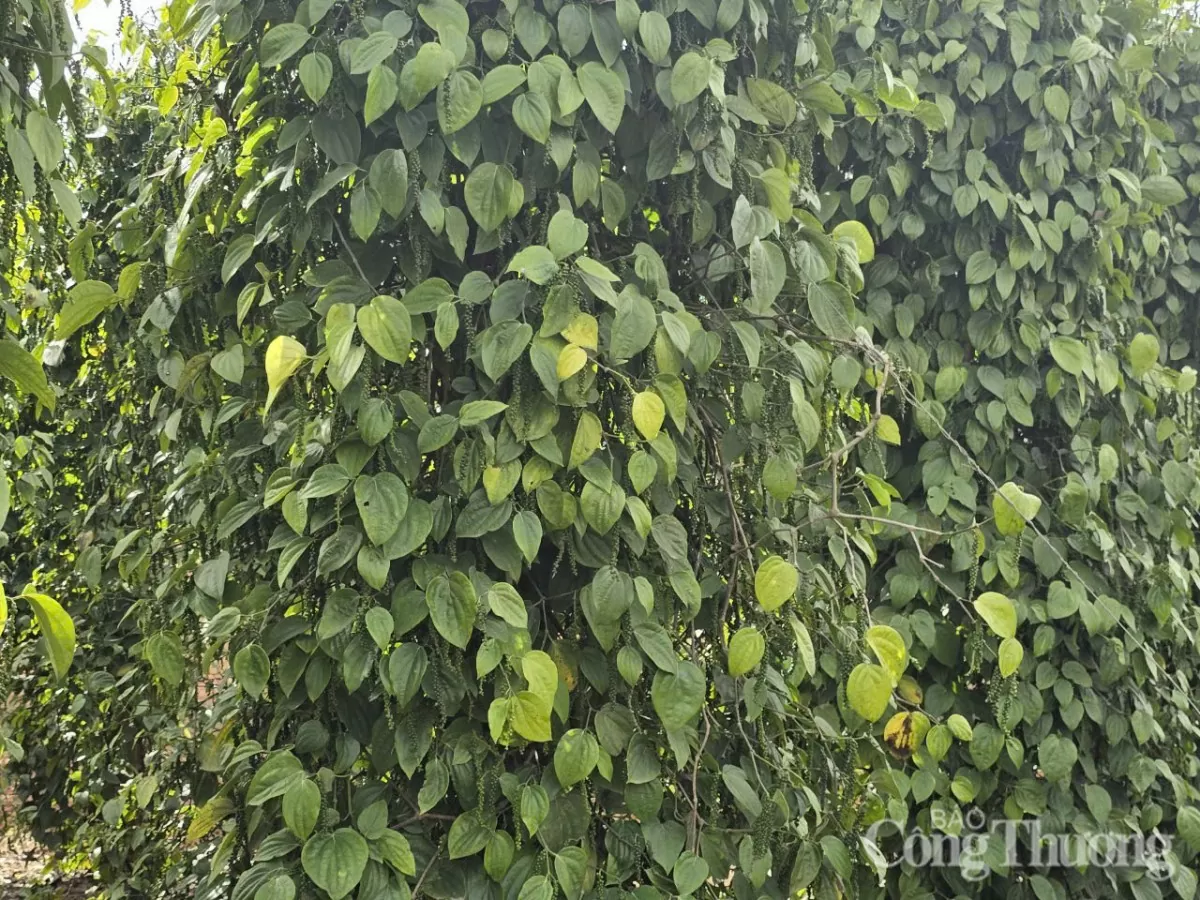 Giá tiêu hôm nay 20/5/2025: trong nước Gia Lai giảm 1.000 đồng/kg