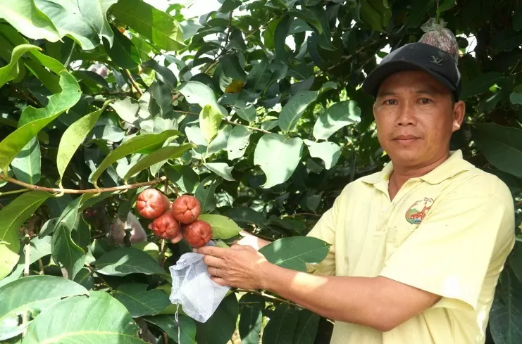 Nông dân Sóc Trăng làm giàu từ ‘cây mận OCOP’ Nhiều nông dân Sóc Trăng 'đổi đời' từ cây mận OCOP