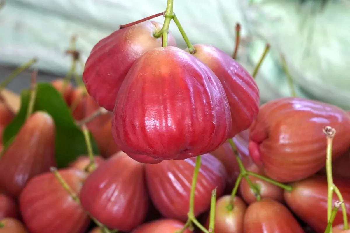 Nông dân Sóc Trăng làm giàu từ ‘cây mận OCOP’ Nhiều nông dân Sóc Trăng 'đổi đời' từ cây mận OCOP