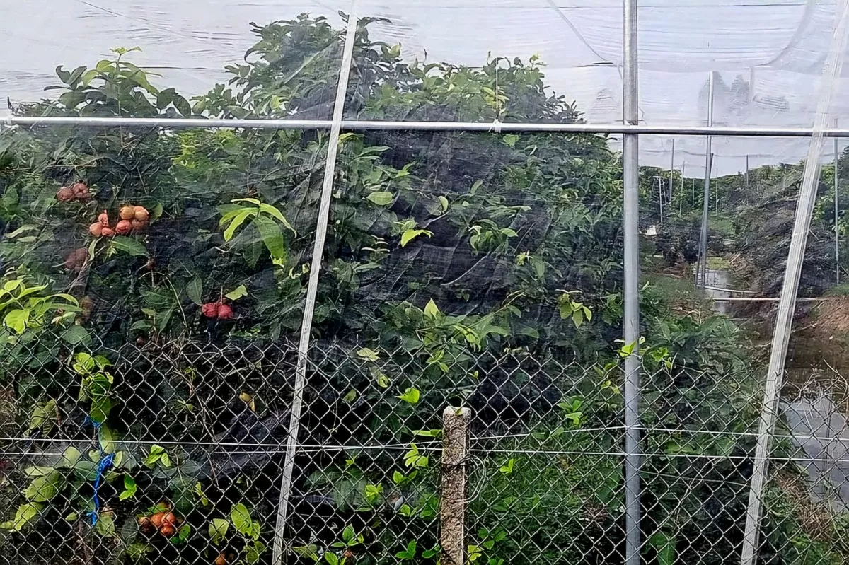 Nông dân Sóc Trăng làm giàu từ ‘cây mận OCOP’ Nhiều nông dân Sóc Trăng 'đổi đời' từ cây mận OCOP