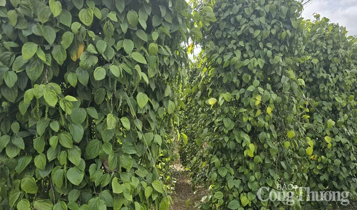 Giá tiêu hôm nay 23/5/2025: thị trường cao nhất 152.000 đồng/kg