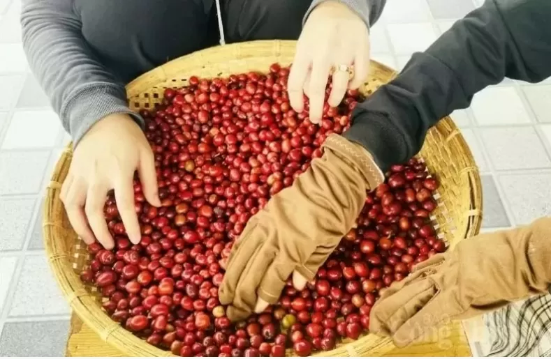 Giá cà phê Arabica giảm mạnh, Robusta mất mốc 4.800 USD/tấn