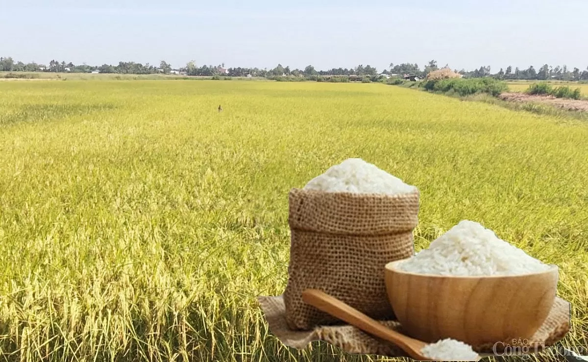 Giá lúa gạo hôm nay ngày 28/5: Thị trường biến động nhẹ Giá lúa gạo hôm nay ngày 28/5: Thị trường biến động nhẹ