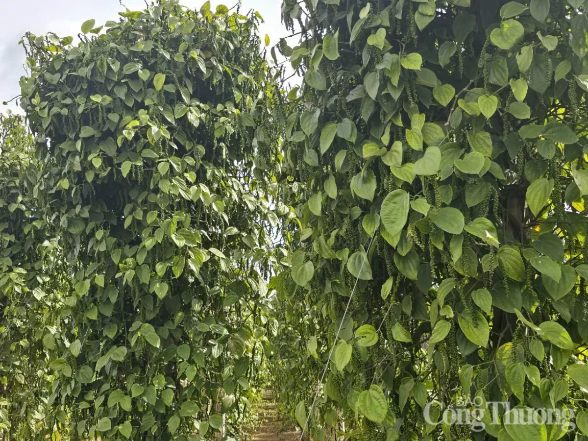 Giá tiêu hôm nay 29/5/2025: thị trường xuất khẩu giảm mạnh