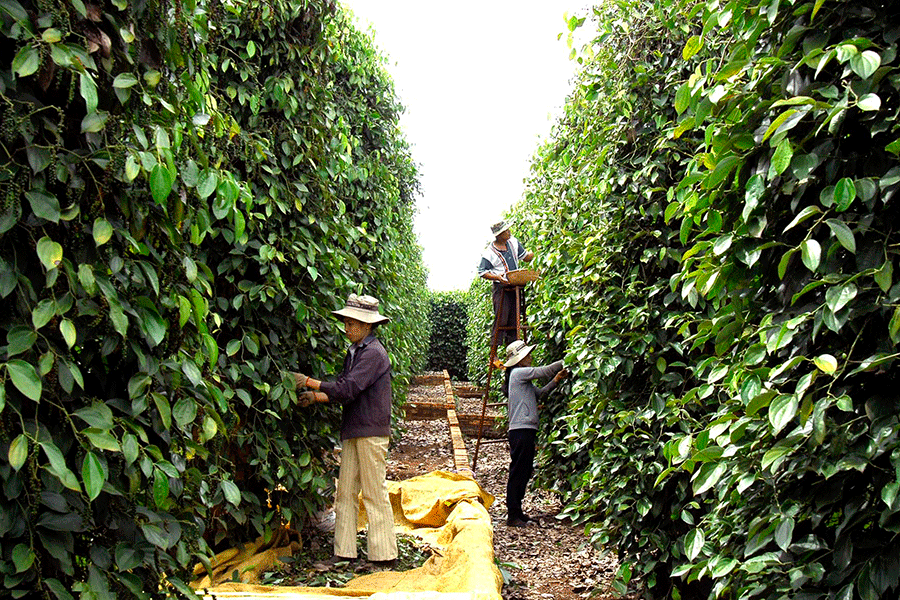 Giá nông sản hôm nay ngày 18/6/2025: Giá cà phê và hồ tiêu đồng loạt lao dốc
