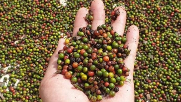 Giá nông sản hôm nay ngày 26/6/2025: Đảo chiều: Giá hồ tiêu tăng, cà phê giảm