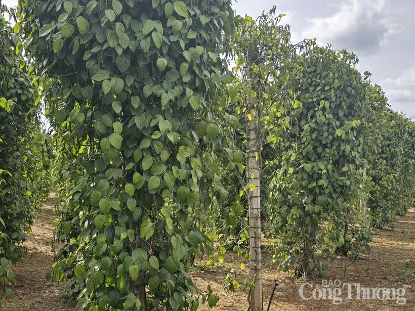 Những vườn tiêu xanh tốt được trồng ở Gia Lai