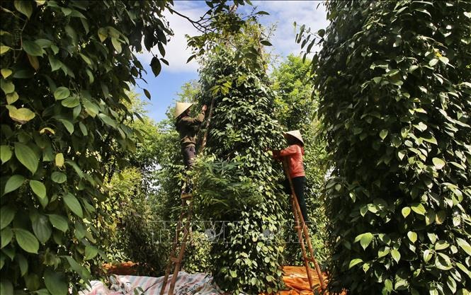 Giá nông sản hôm nay ngày 7/7/2025: Duy trì mức ổn định